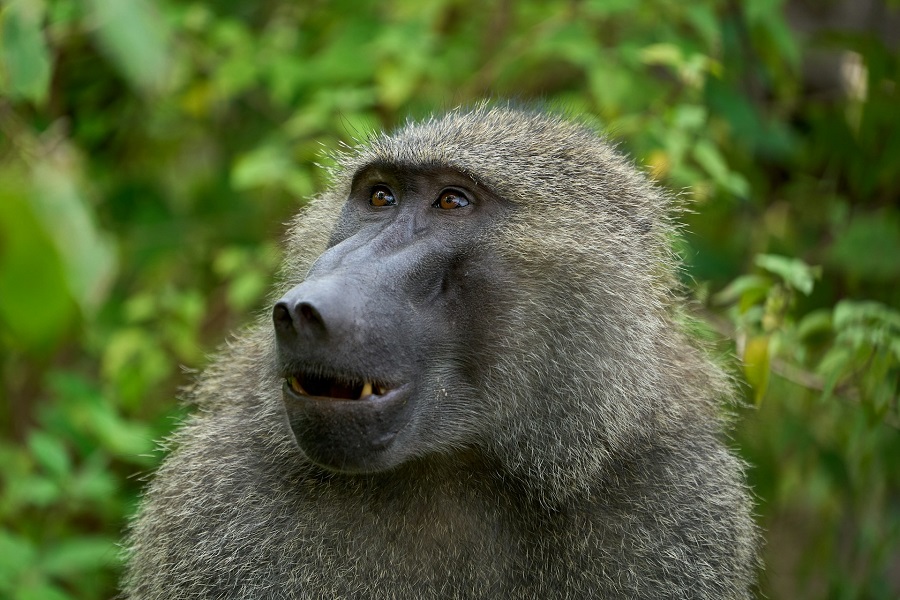 Танзания: озеро Маньяра