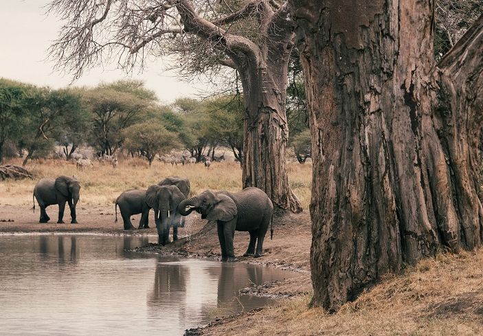 Танзания: Тарангире