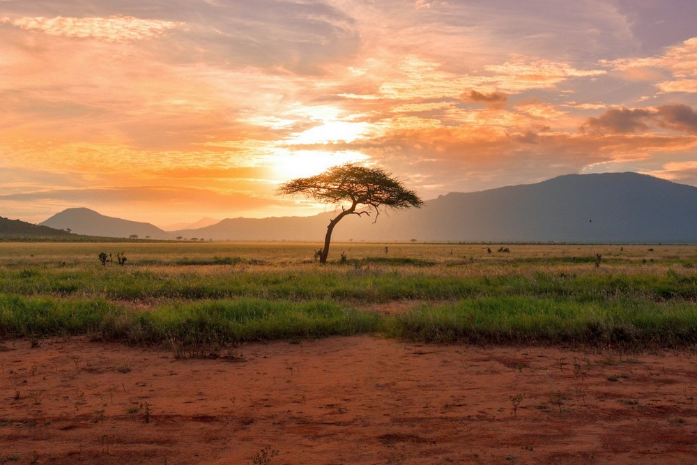 Кения: сафари-туры