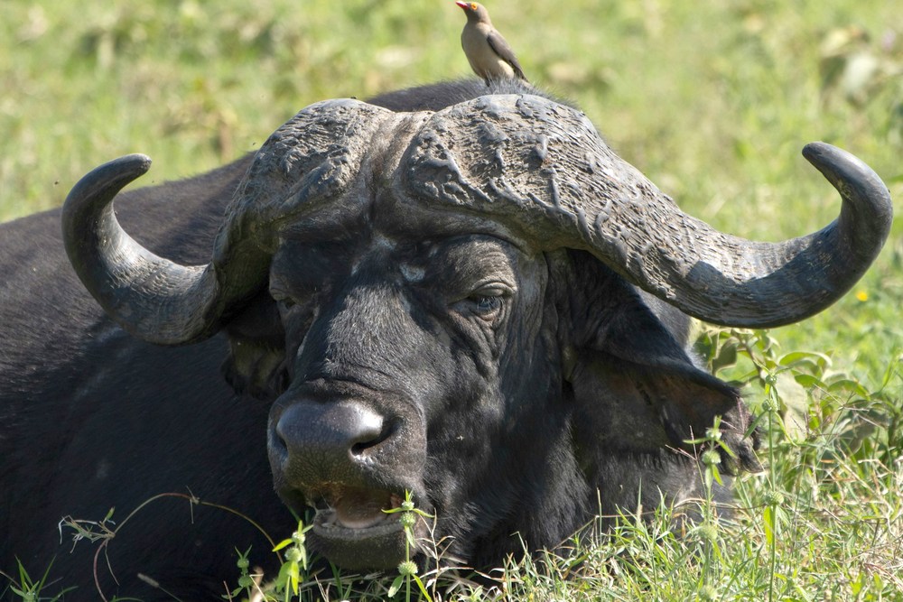 Кения: Озеро Накуру