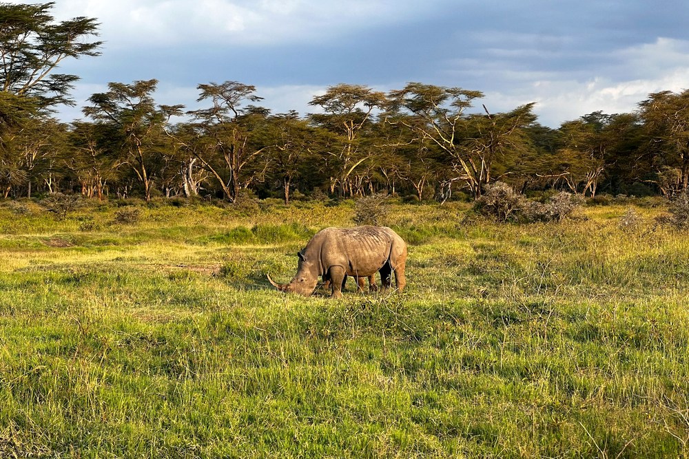 Кения: Озеро Накуру