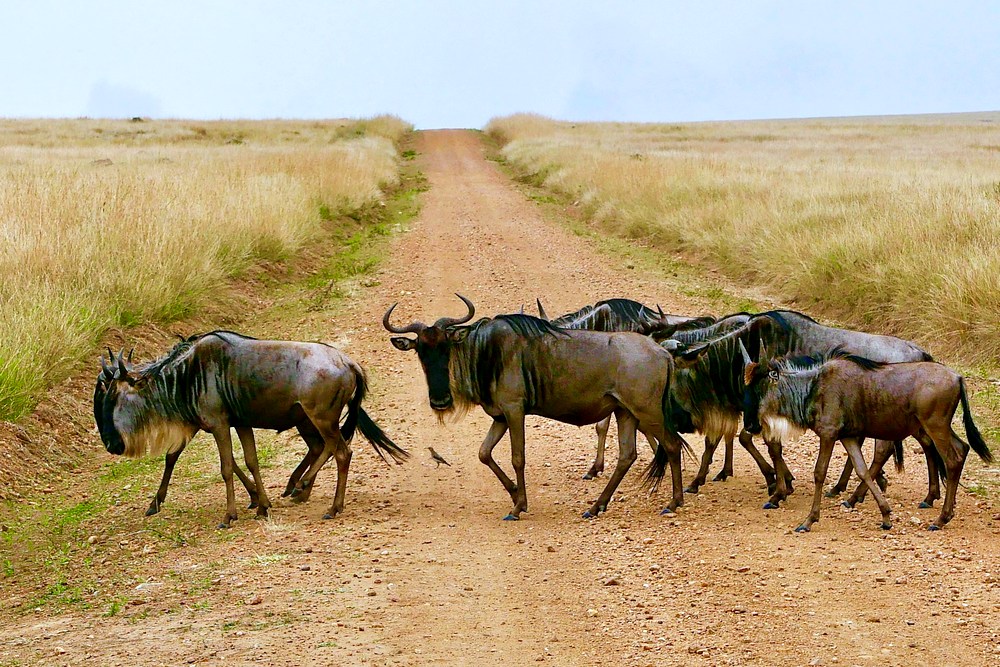 Кения: Масаи-Мара