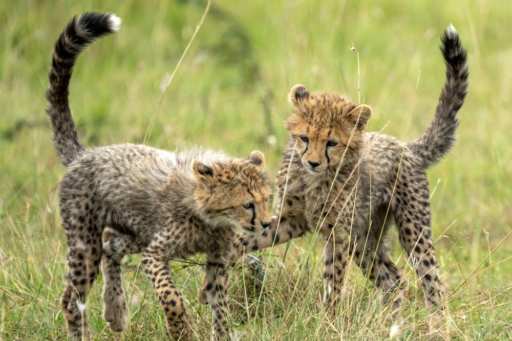 Кения: Масаи-Мара