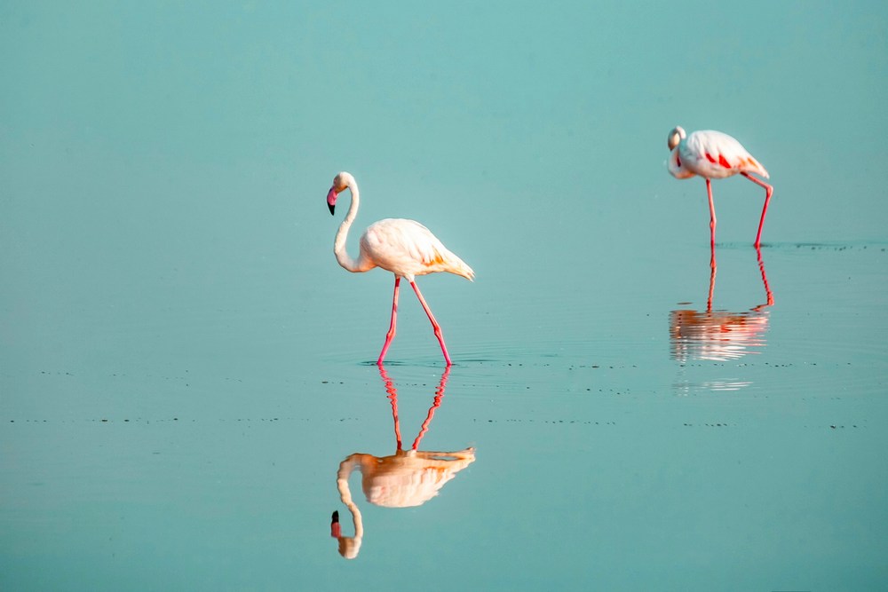 Кения: сафари-туры