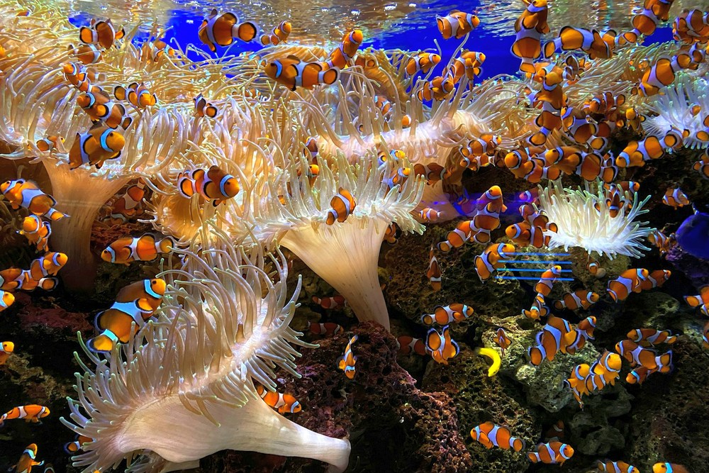 Таиланд: Паттайя, океанариум