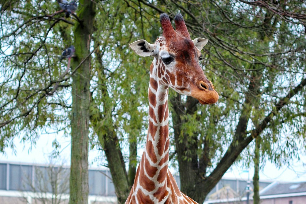 Таиланд: Паттайя, зоопарк