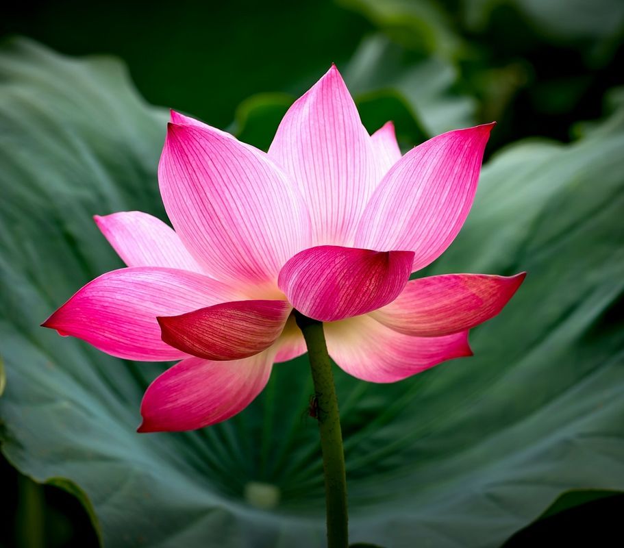 Вьетнам: Фантьет