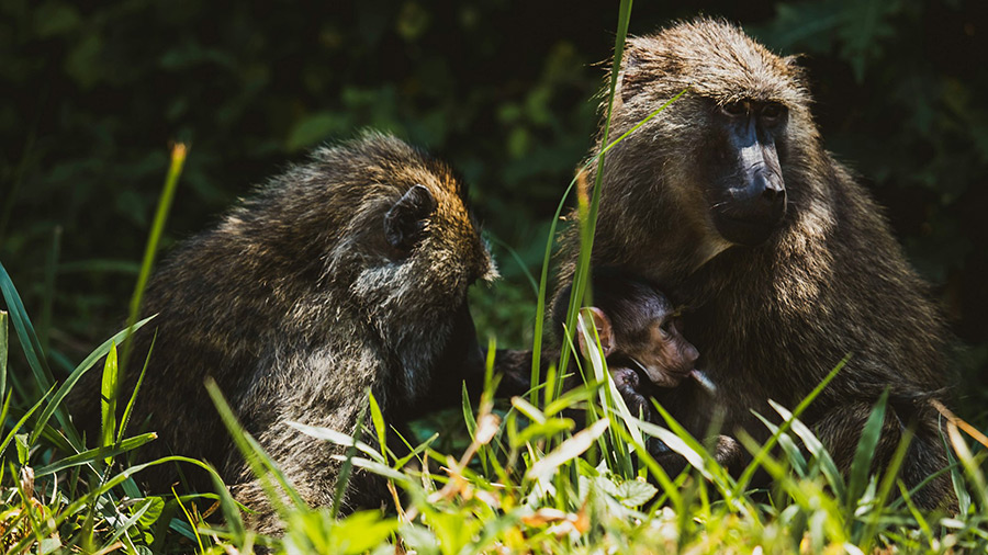 Уганда: Национальный парк лес Кибале