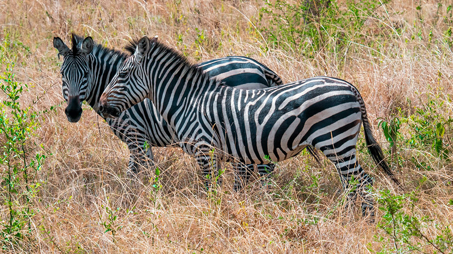 Сафари в Уганде