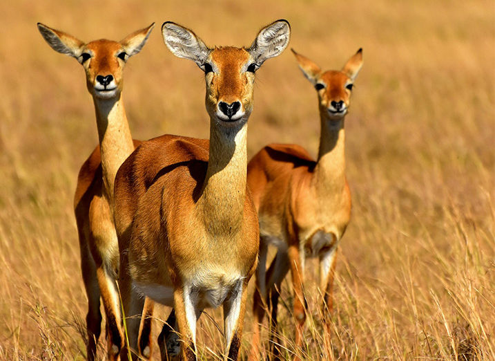 Сафари в Уганде