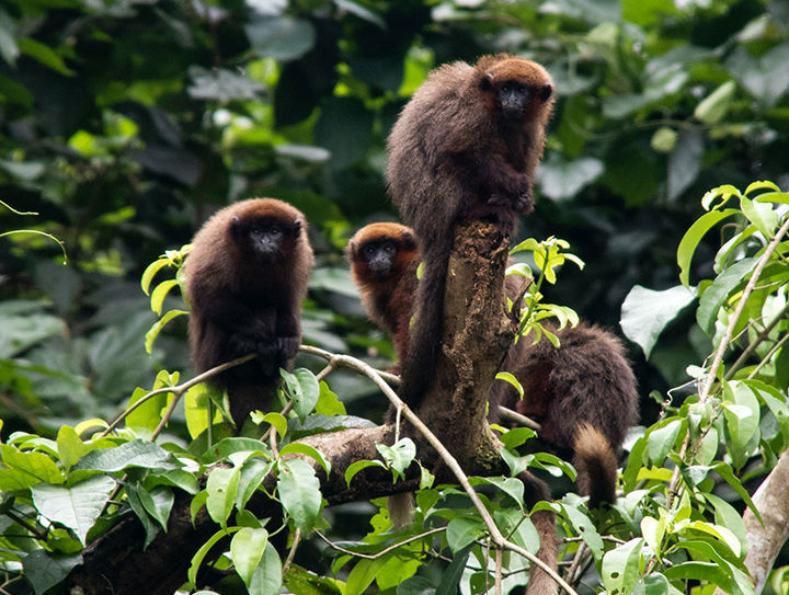 Перу: Амазония