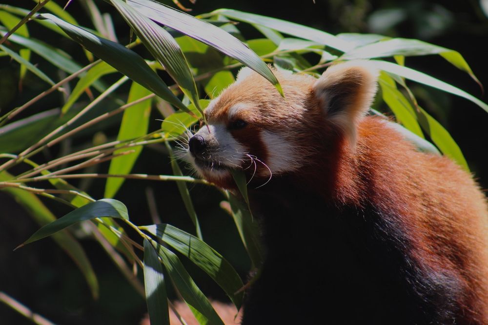 Китай: Пекин