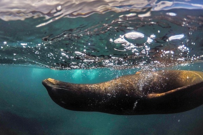 Эквадор: Галапагосы, Сеймур