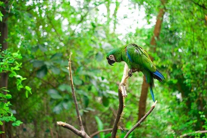 Эквадор: Котакачи
