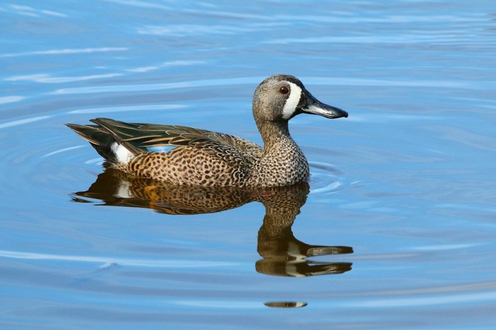 Эквадор: Эль-Анхель