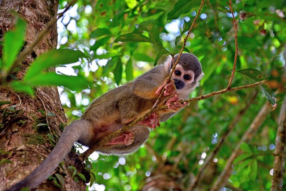 Эквадор: Миндо