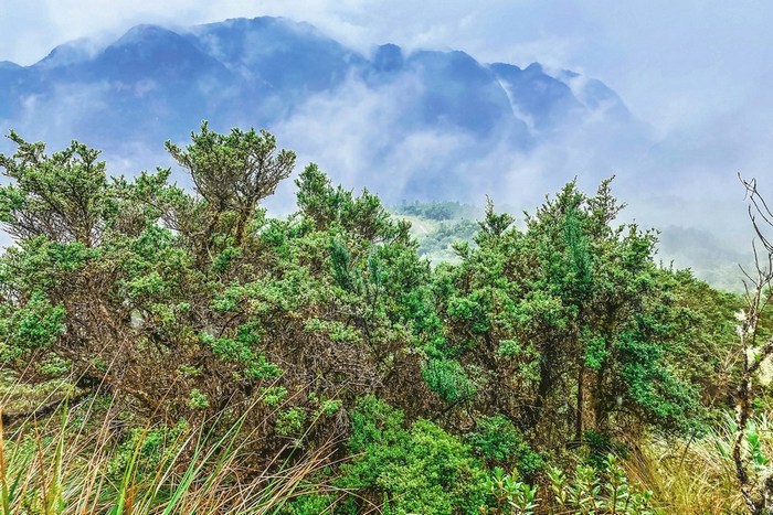 Эквадор: Миндо