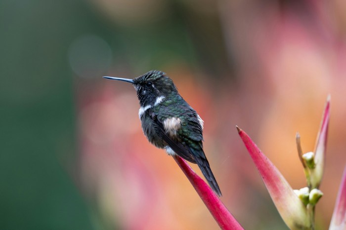 Эквадор: Миндо