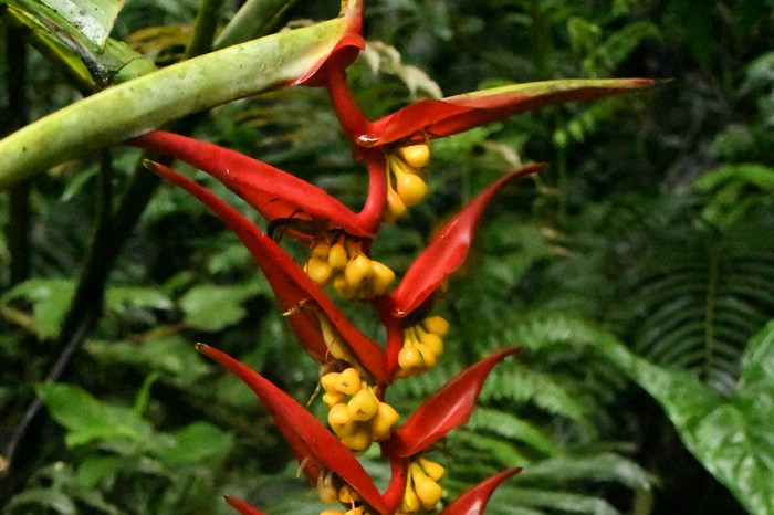 Эквадор: Амазония