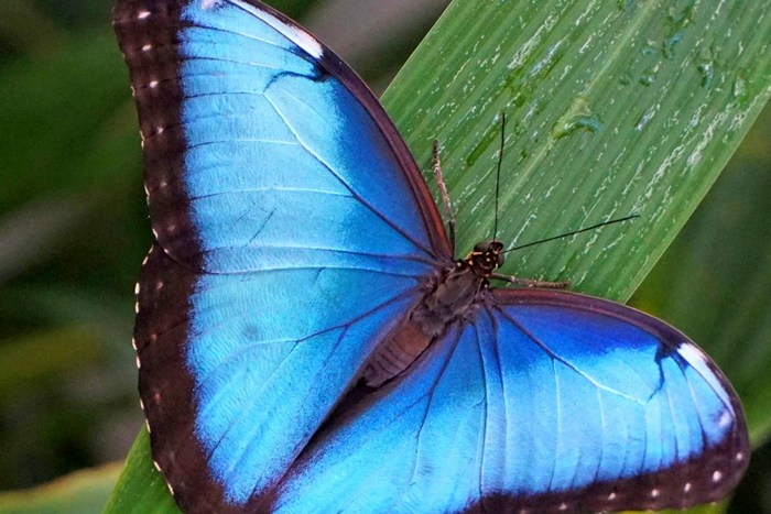 Эквадор: Миндо