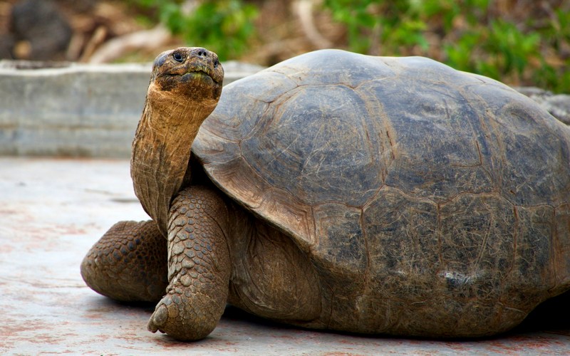 Эквадор: Санта-Крус