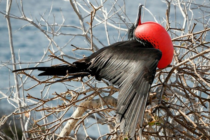 Эквадор: Сеймур