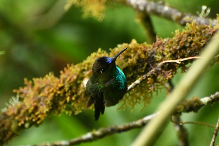 Эквадор: Анды