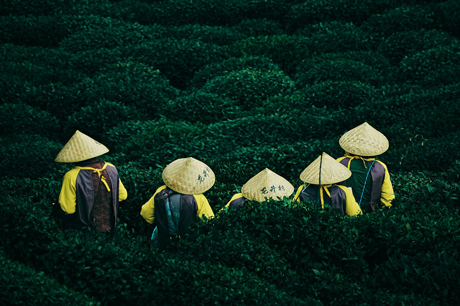 Китай: чайная плантация