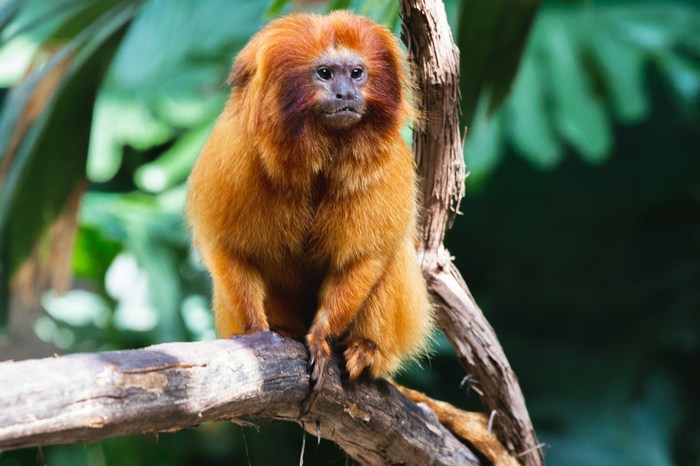 Эквадор: Амазония