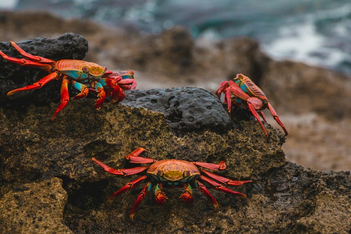 Эквадор: остров Санта-Крус