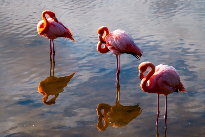 Эквадор: остров Санта-Крус