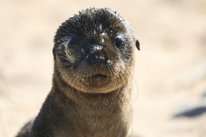 Эквадор: остров Сантьяго