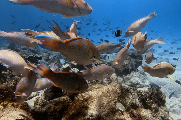 Эквадор: остров Сантьяго