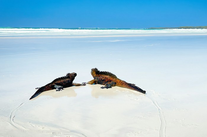 Эквадор: остров Санта-Крус