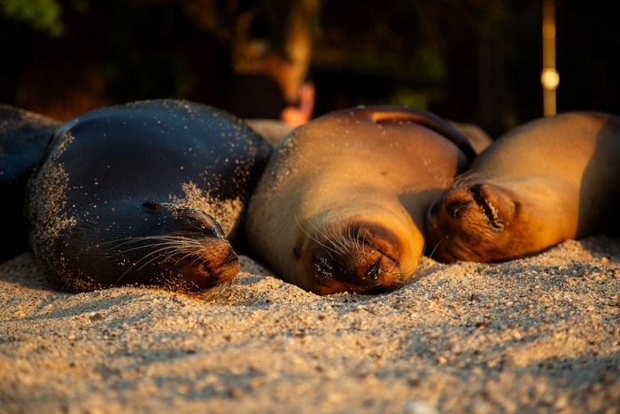 Эквадор: остров Лобос