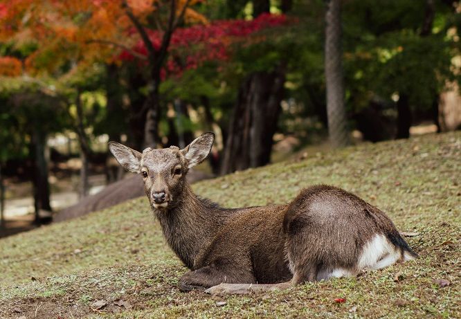 Япония: Нара