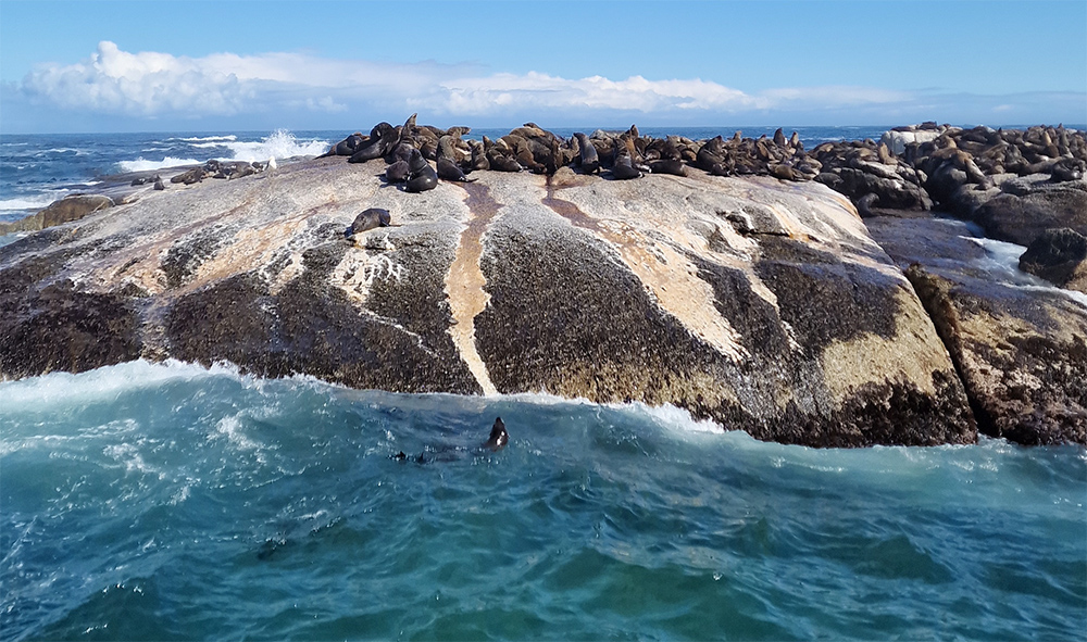 ЮАР: Путешествие на Мыс Доброй Надежды