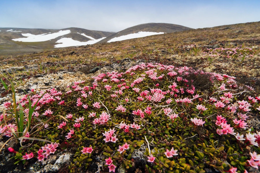 Россия: Чукотка, бухта Преображения