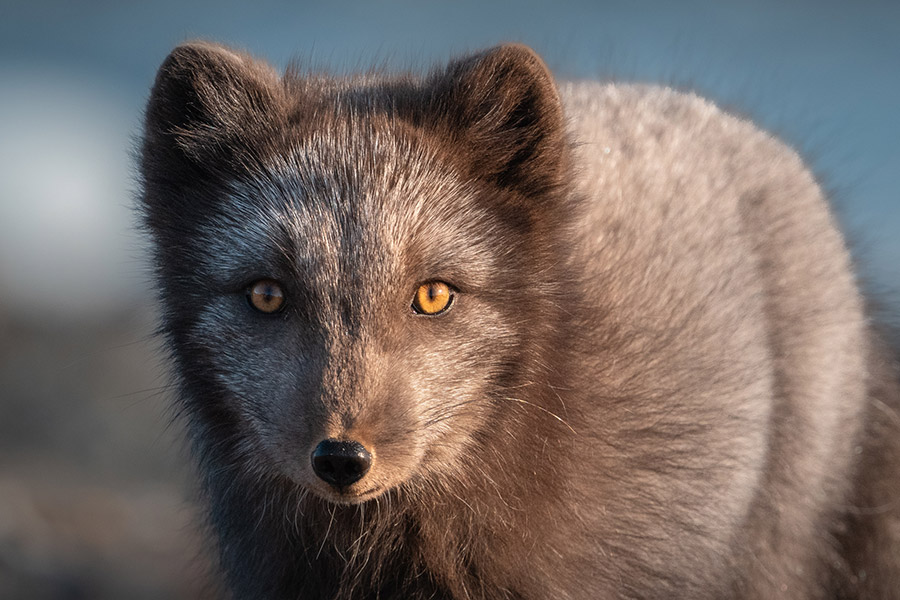 Россия: остров Колючин