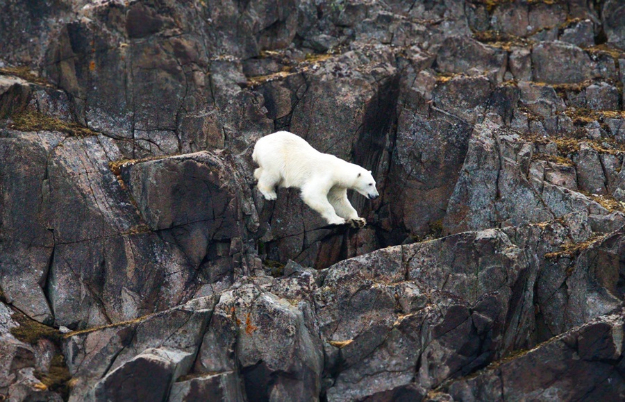 Россия: остров Геральд
