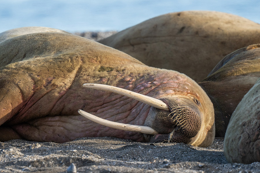 Россия: Колючинская губа