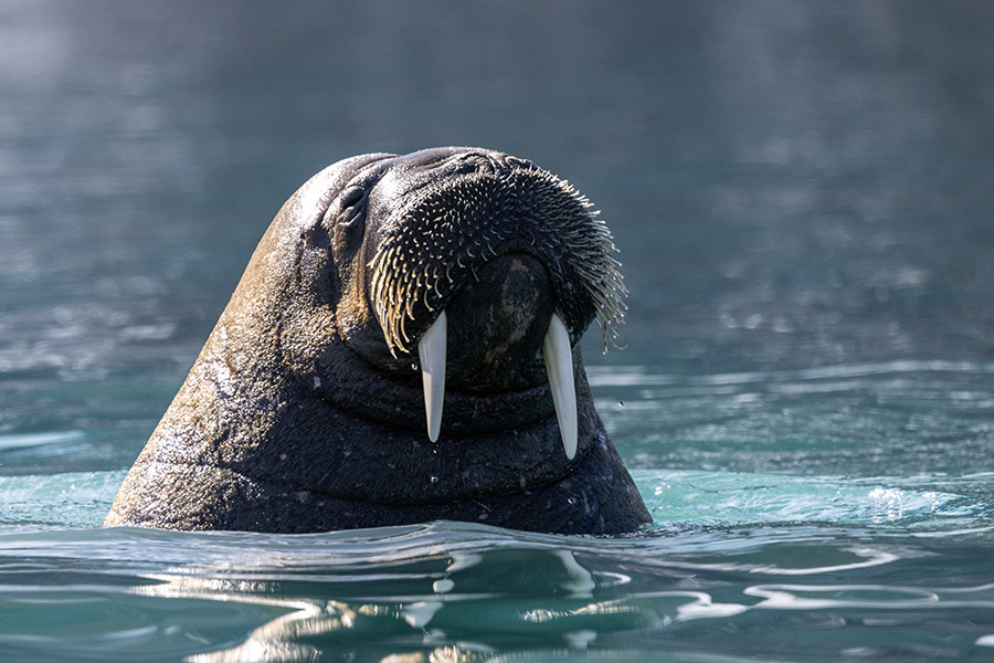 Россия: Колючинская губа