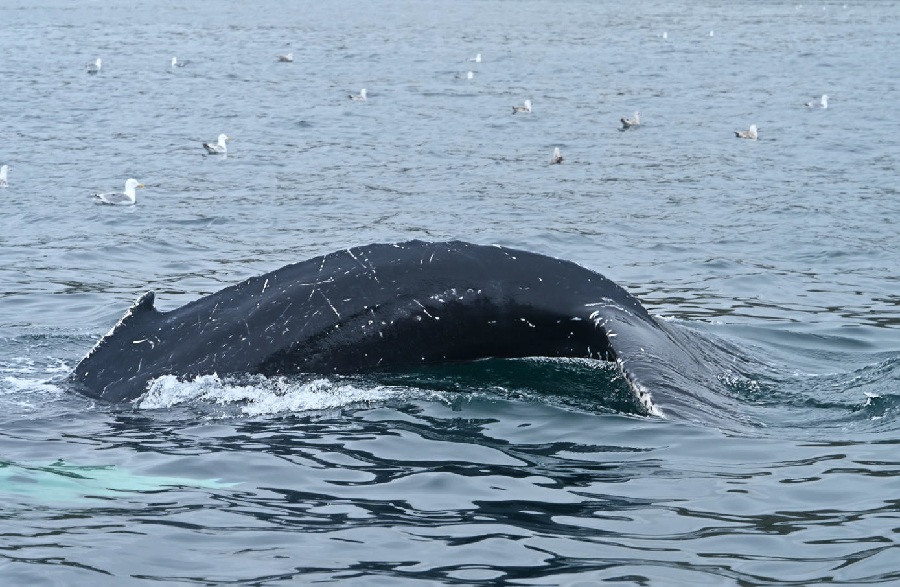 Россия: бухта Пенкигней