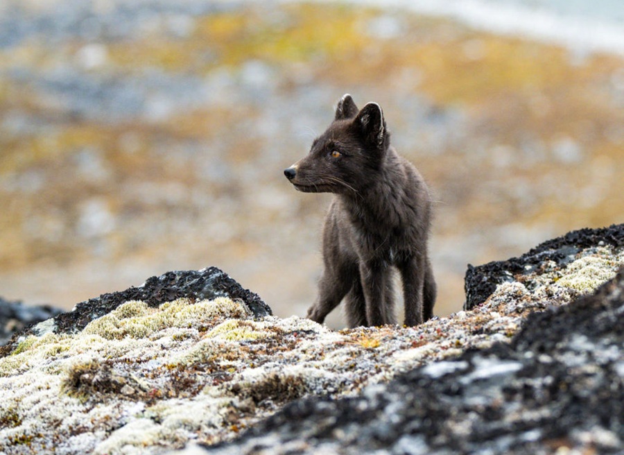 Россия: коса Мээчкын