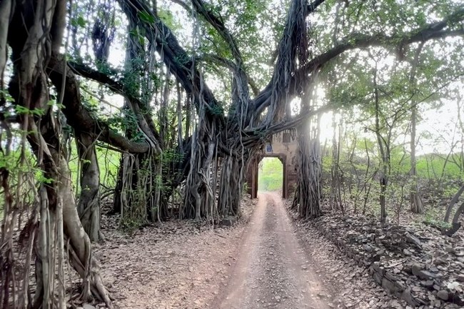 Индия: Рантамбор