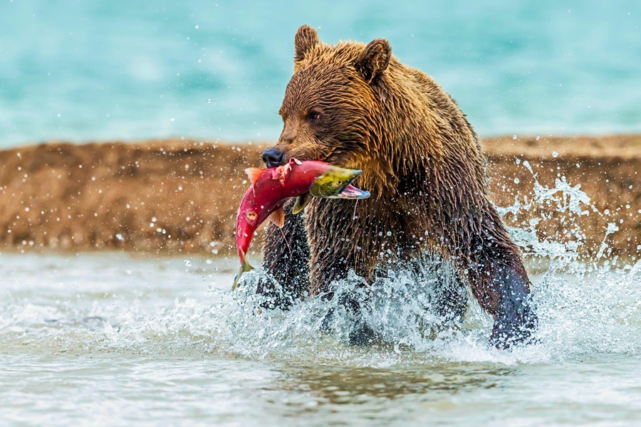 Россия: Камчатка