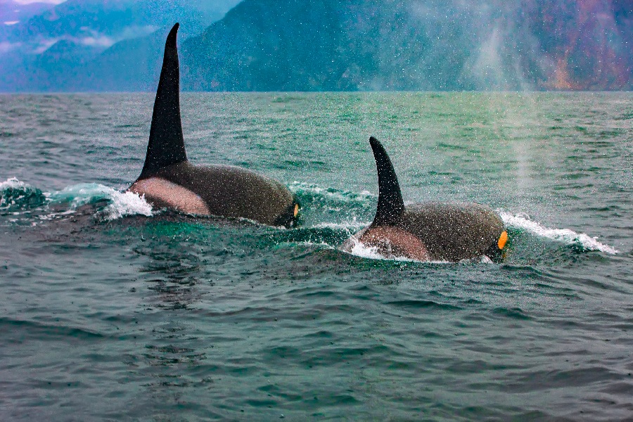 Россия: Командорские острова