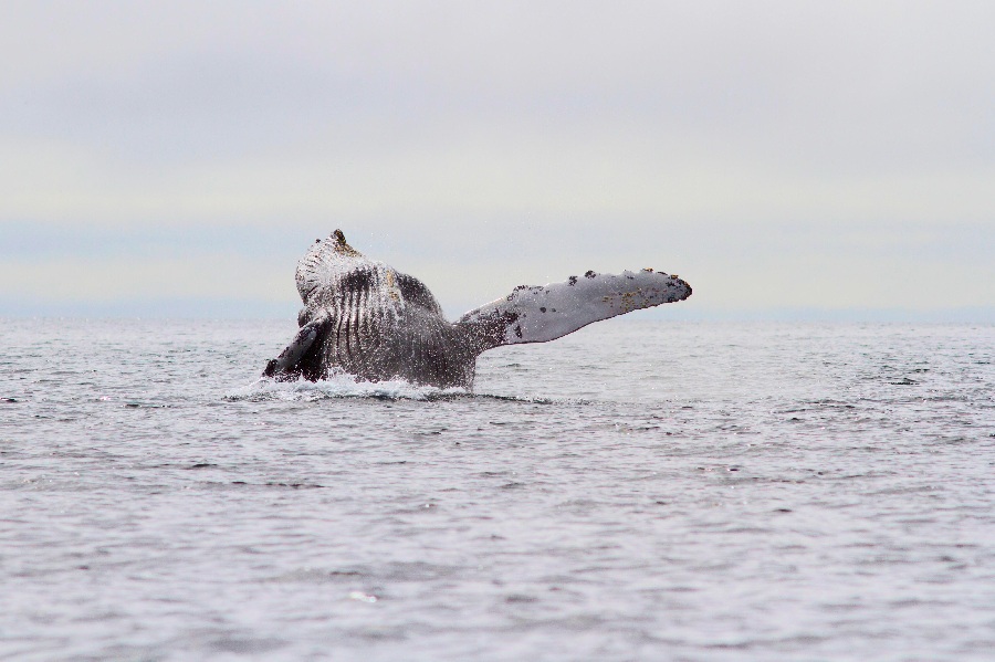 Россия: бухта Гавриила