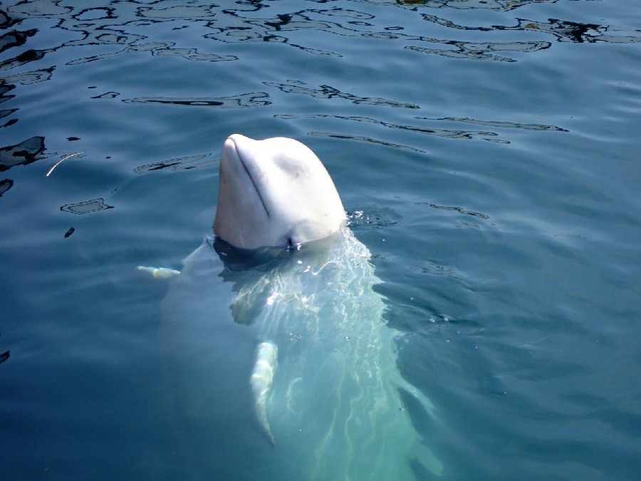 Россия: Чукотка, Анадырь