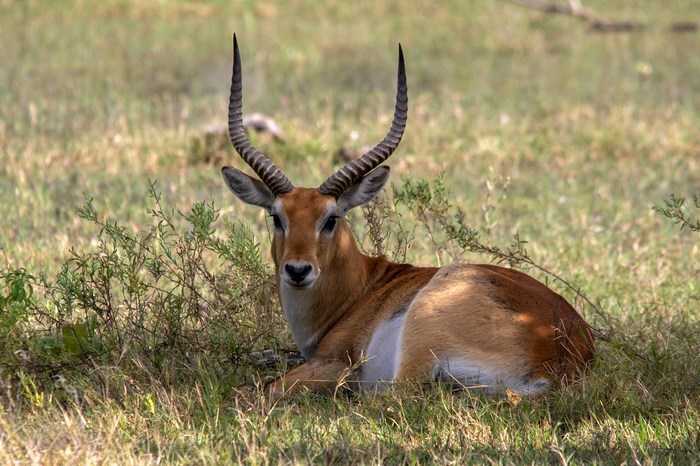 Ботсвана: дельта Окаванго